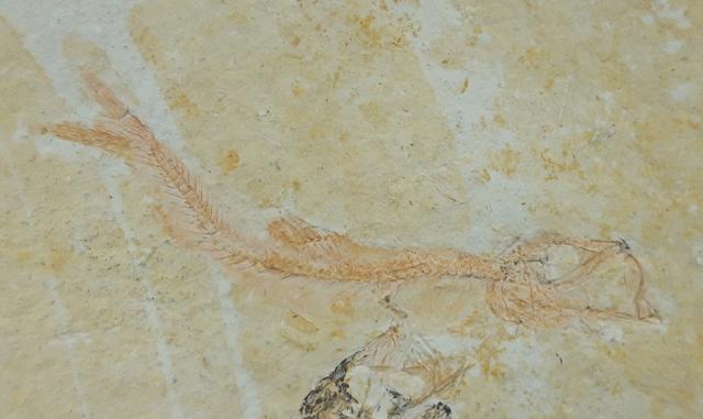 Leptolepides sprattiformis (BLAINVILLE 1818) - Bild © FossNet FossilienStore